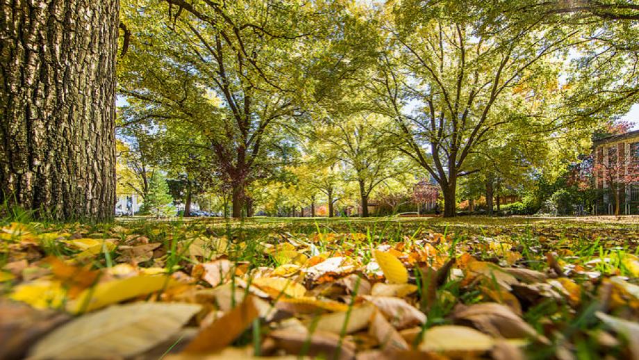 Trees and grass, ANU campus